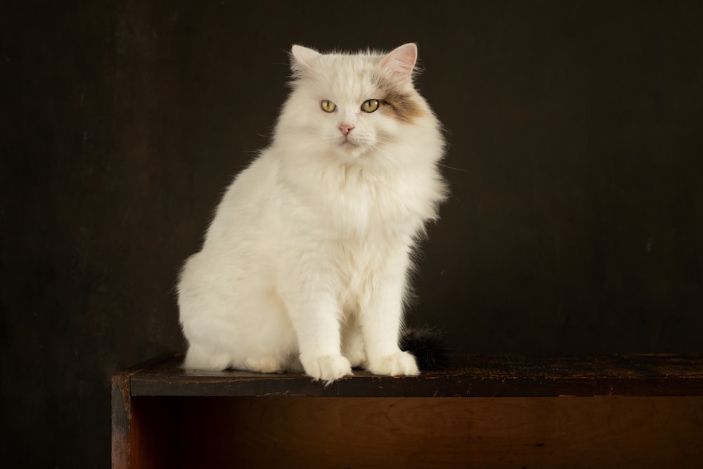 white cat on brown wooden table