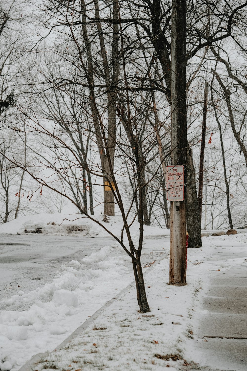 brown bare trees on snow covered ground during daytime