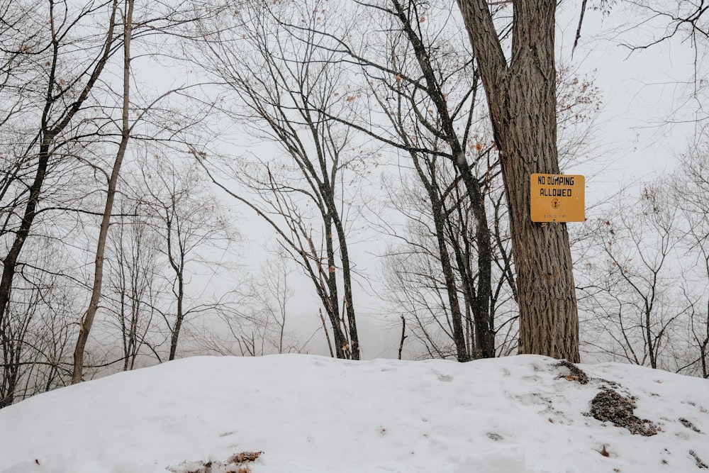 brown bare trees on snow covered ground during daytime