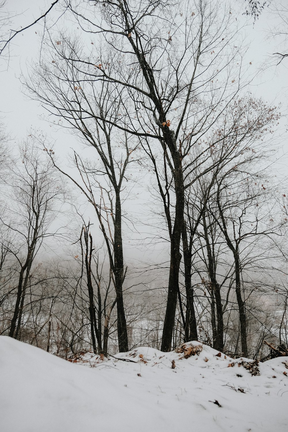 árboles desnudos en el suelo cubierto de nieve durante el día