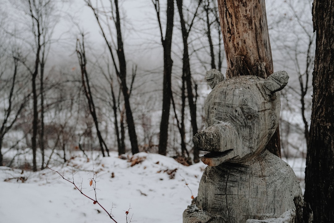 gray tree trunk on snow covered ground