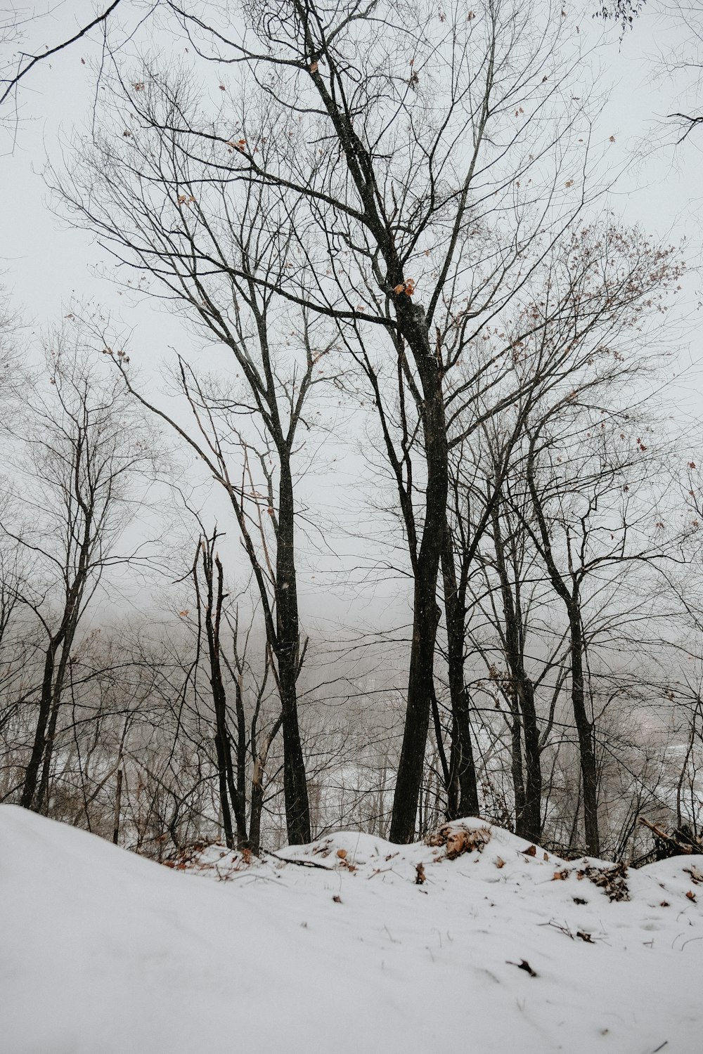昼間は雪に覆われた地面に裸の木