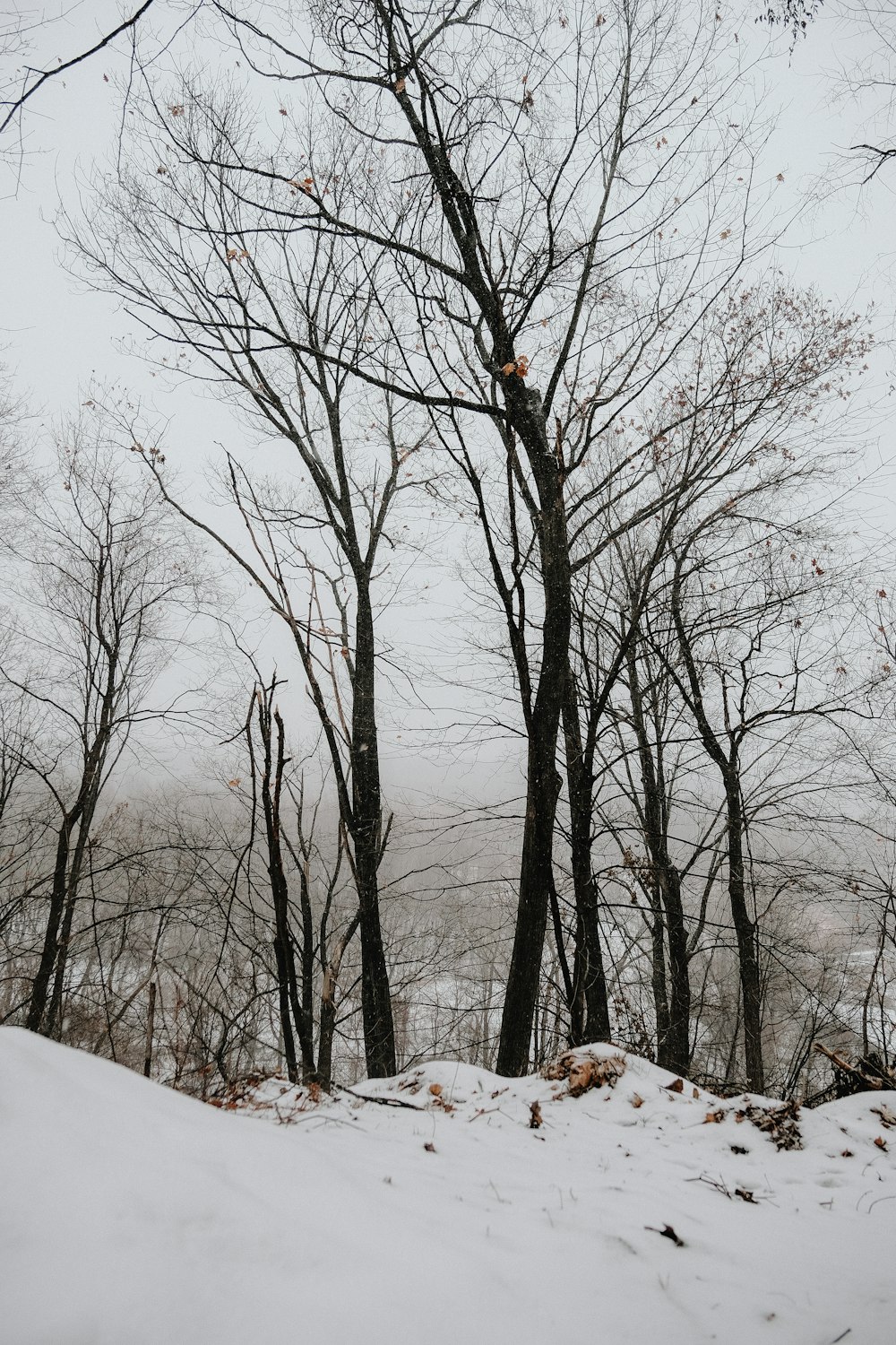 bare trees on snow covered ground during daytime