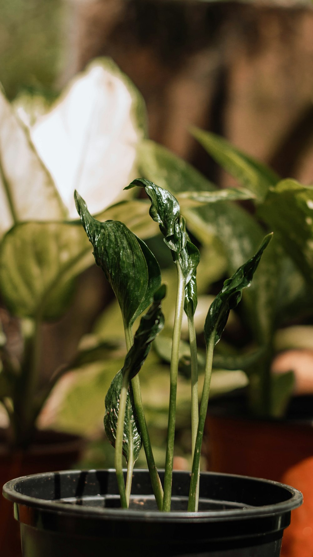 green plant with water droplets