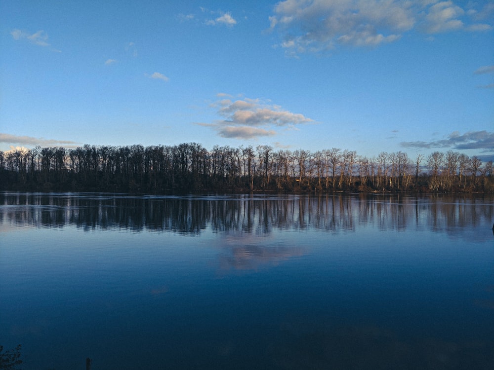 green trees beside body of water under blue sky during daytime