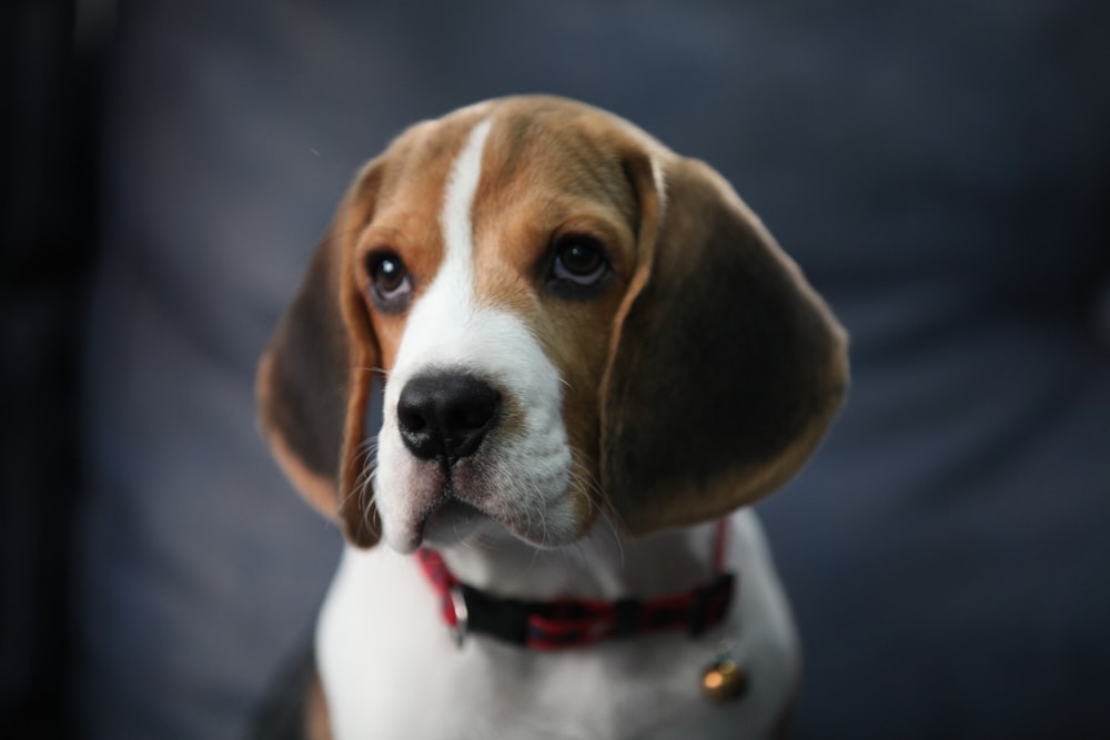 brown and white short coated dog