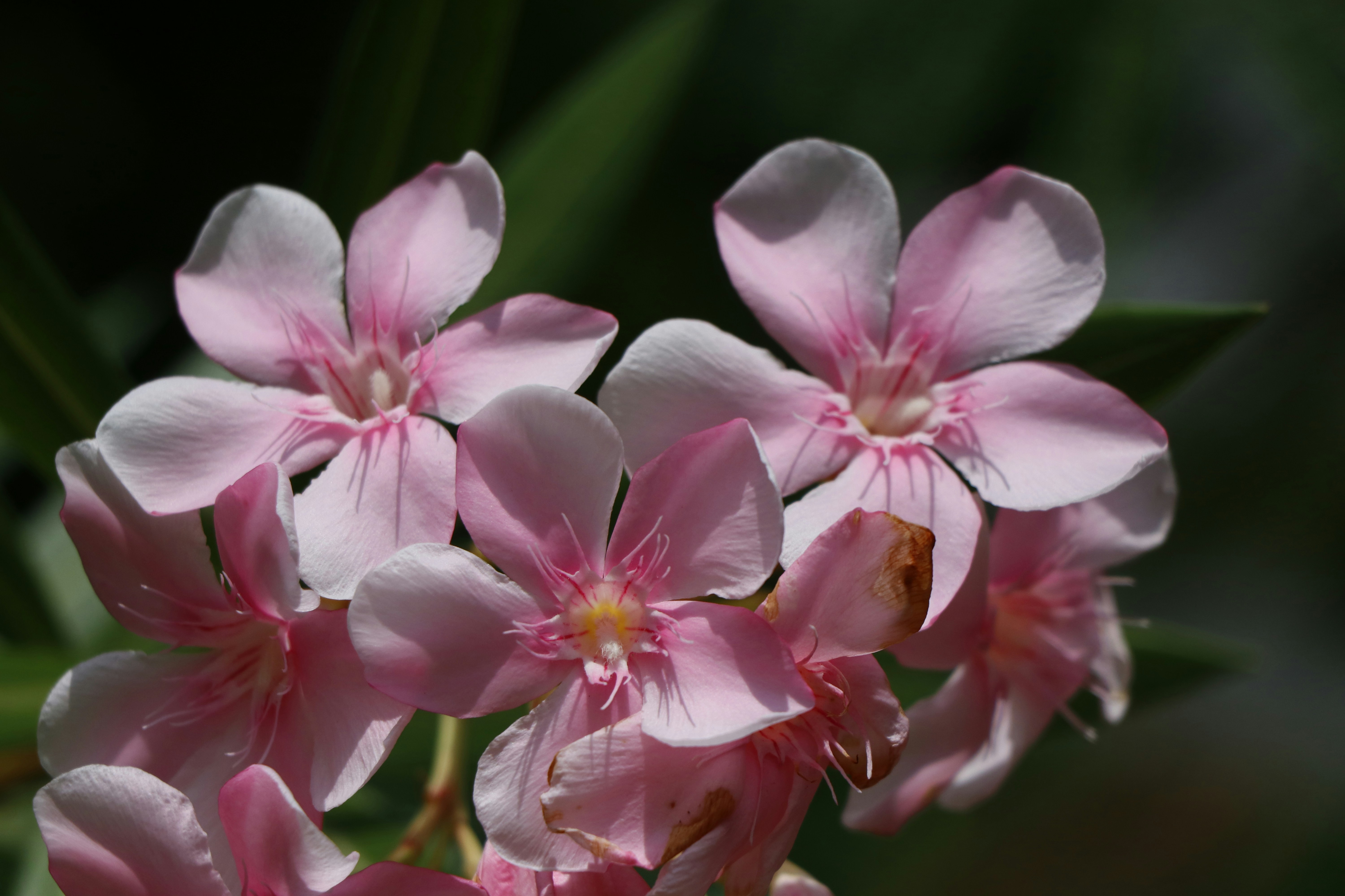 Photo by photonature