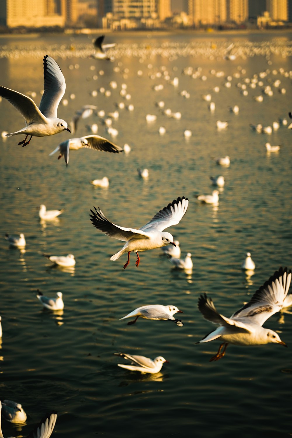 flock of birds flying over body of water during daytime