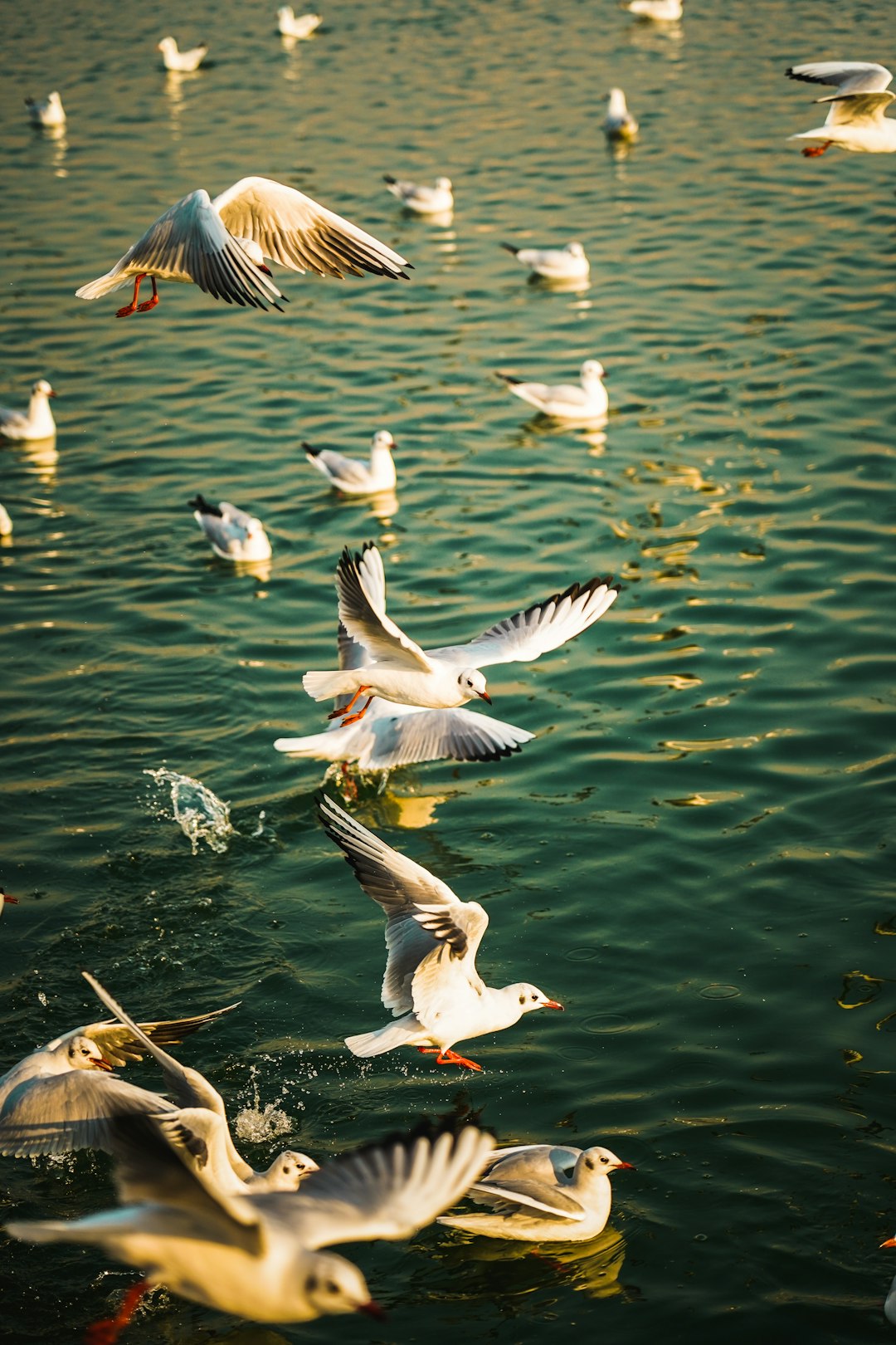 white and brown birds flying over the water during daytime