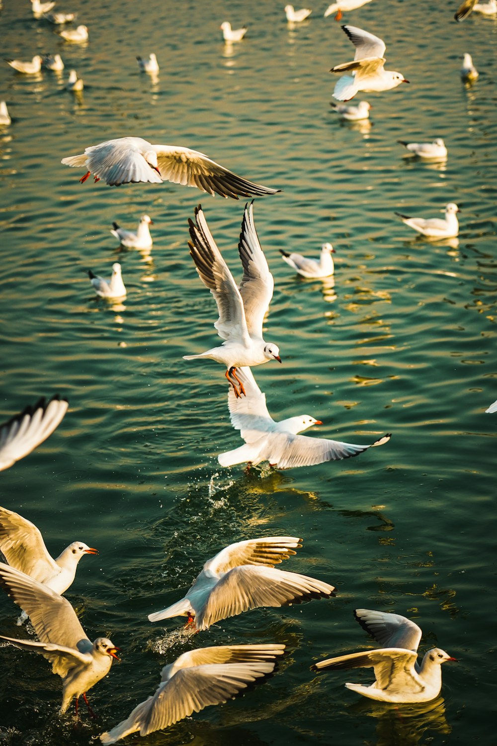 white and brown birds flying over the water