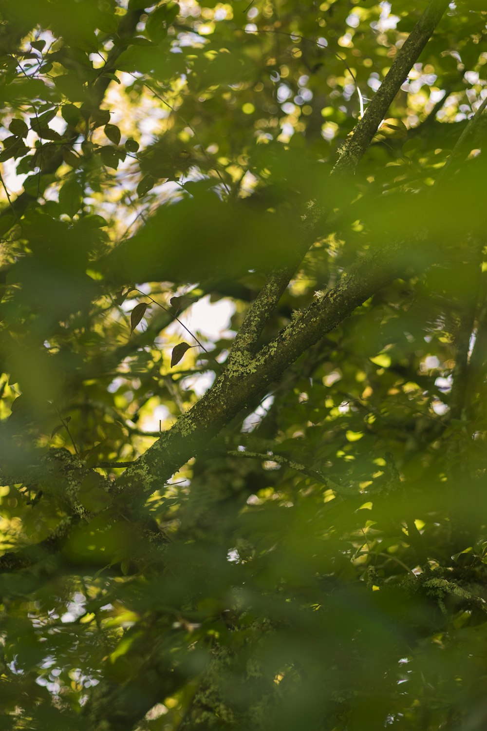 green leaf tree during daytime