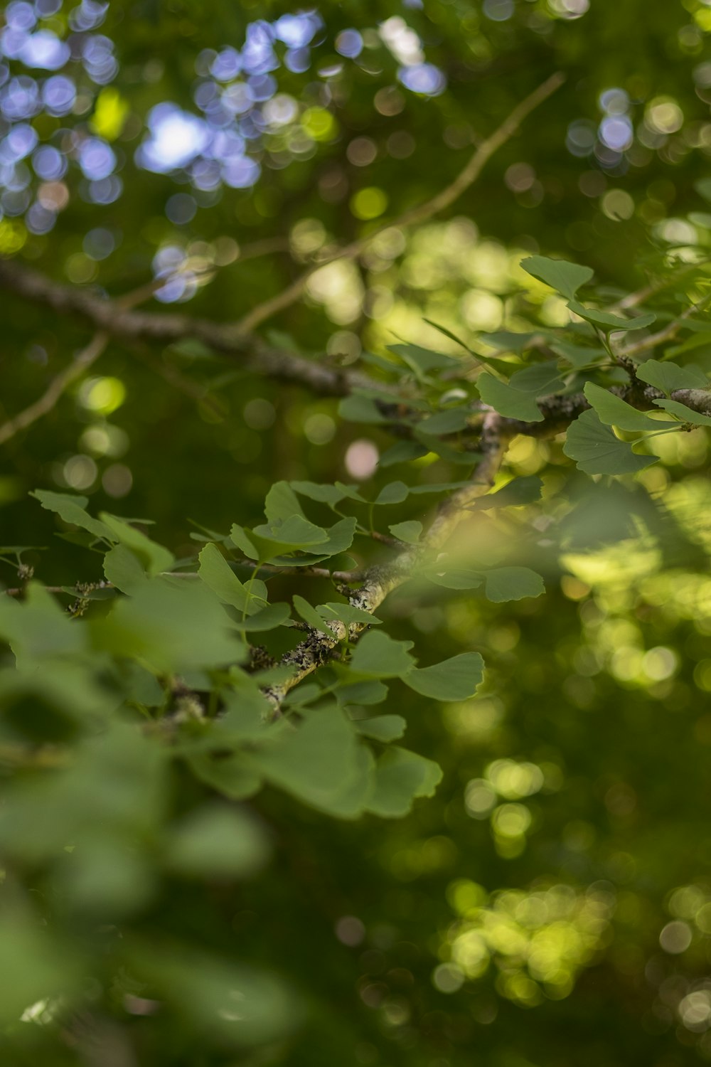 green plant with water droplets