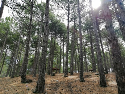 A dense forest of tall pine trees with a pine needle-covered ground. Sunlight filters through the canopy creating dappled light patterns on the forest floor. In the background, there are small wooden structures that blend into the natural setting.