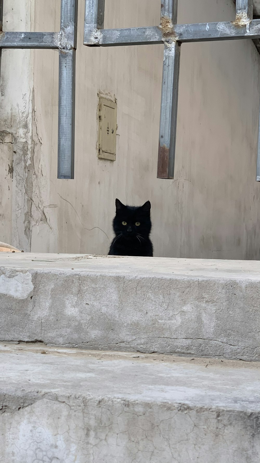 black cat on white concrete window