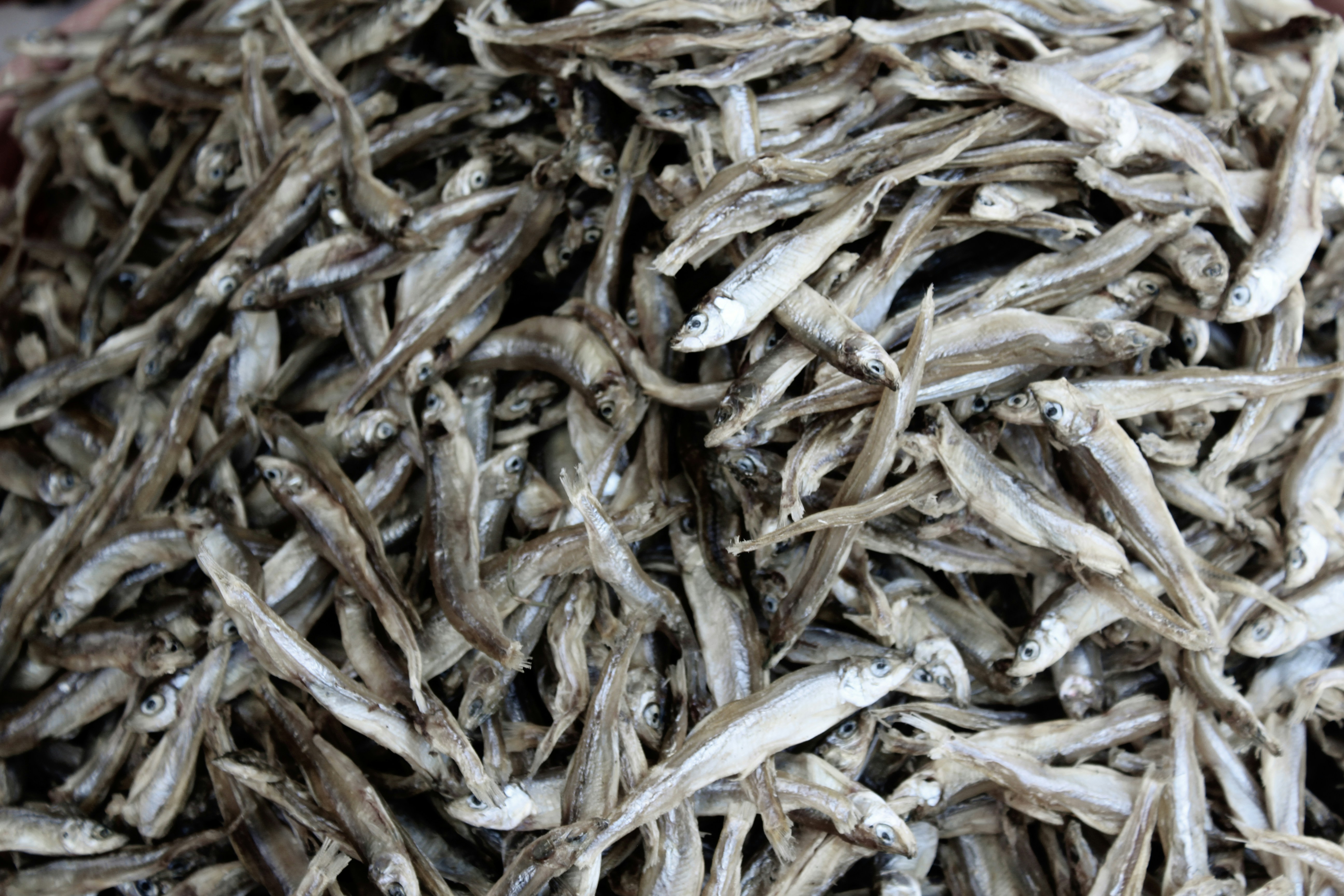 Ikan Sarden Kalengan Berkualitas