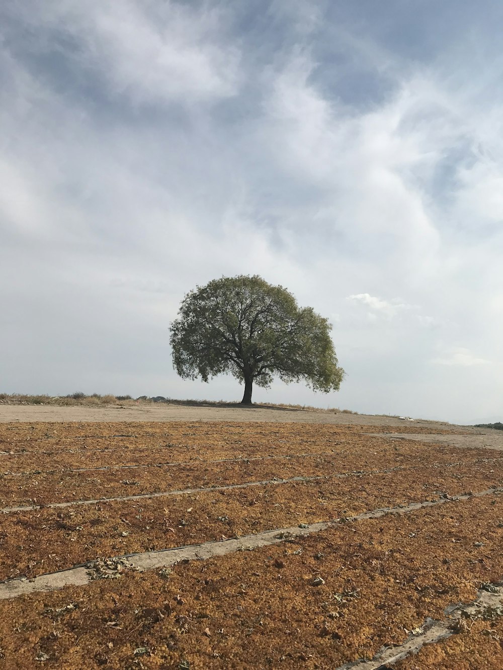 green tree on brown field under white clouds during daytime