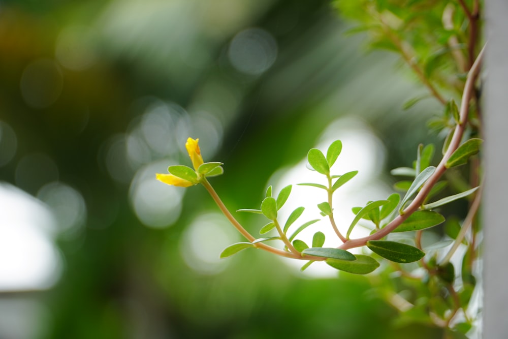 green leaves in tilt shift lens