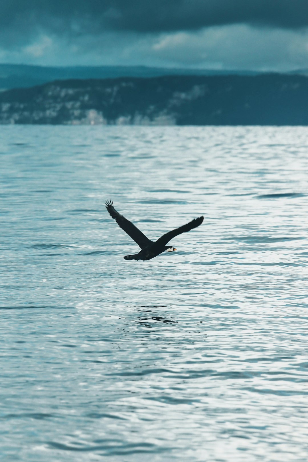 black bird flying over the sea during daytime