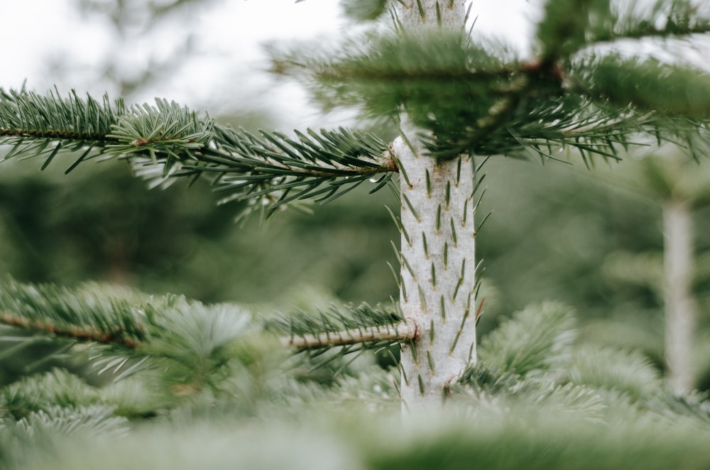 green pine tree covered with snow