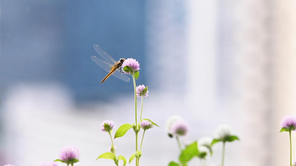 brown and black dragonfly perched on white flower in close up photography during daytime