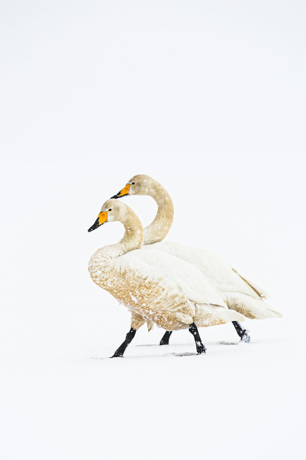 white swan on snow covered ground during daytime