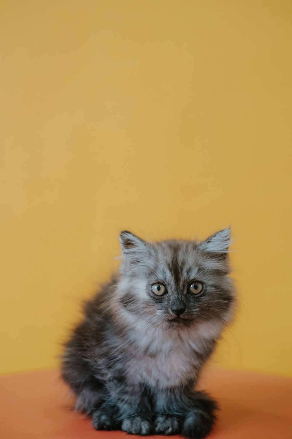 black and white long fur cat