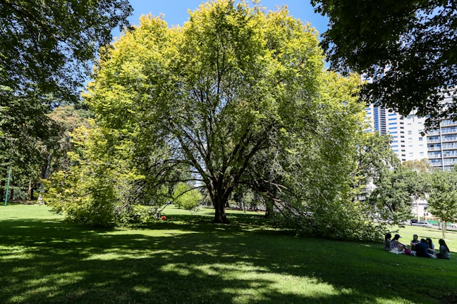 A large tree with dense green foliage dominates a grassy park, casting shadows on the ground. In the background, modern high-rise buildings contrast with the natural scenery. On the grass, a small group of people is sitting and socializing.