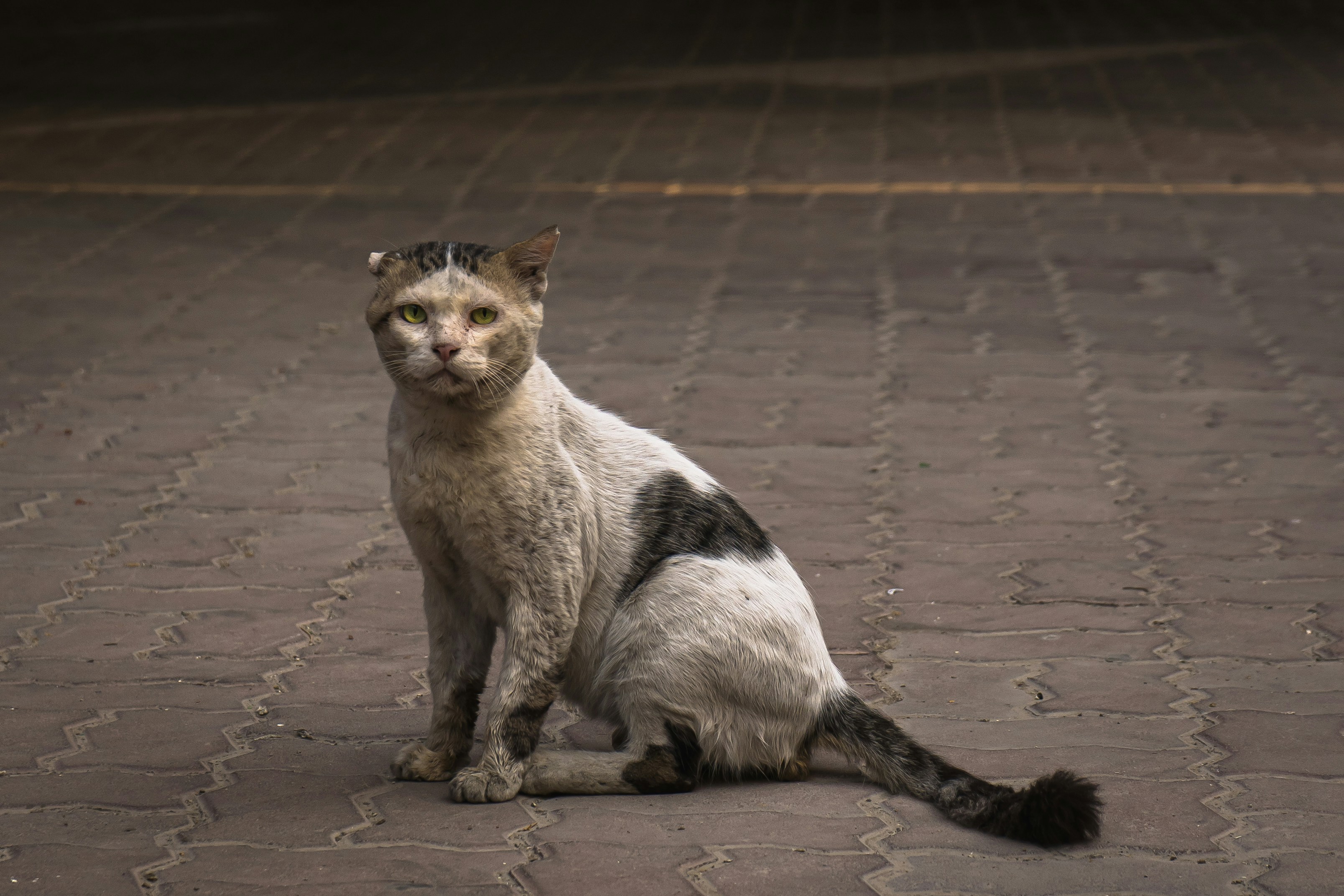 white and black cat on brown concrete floor