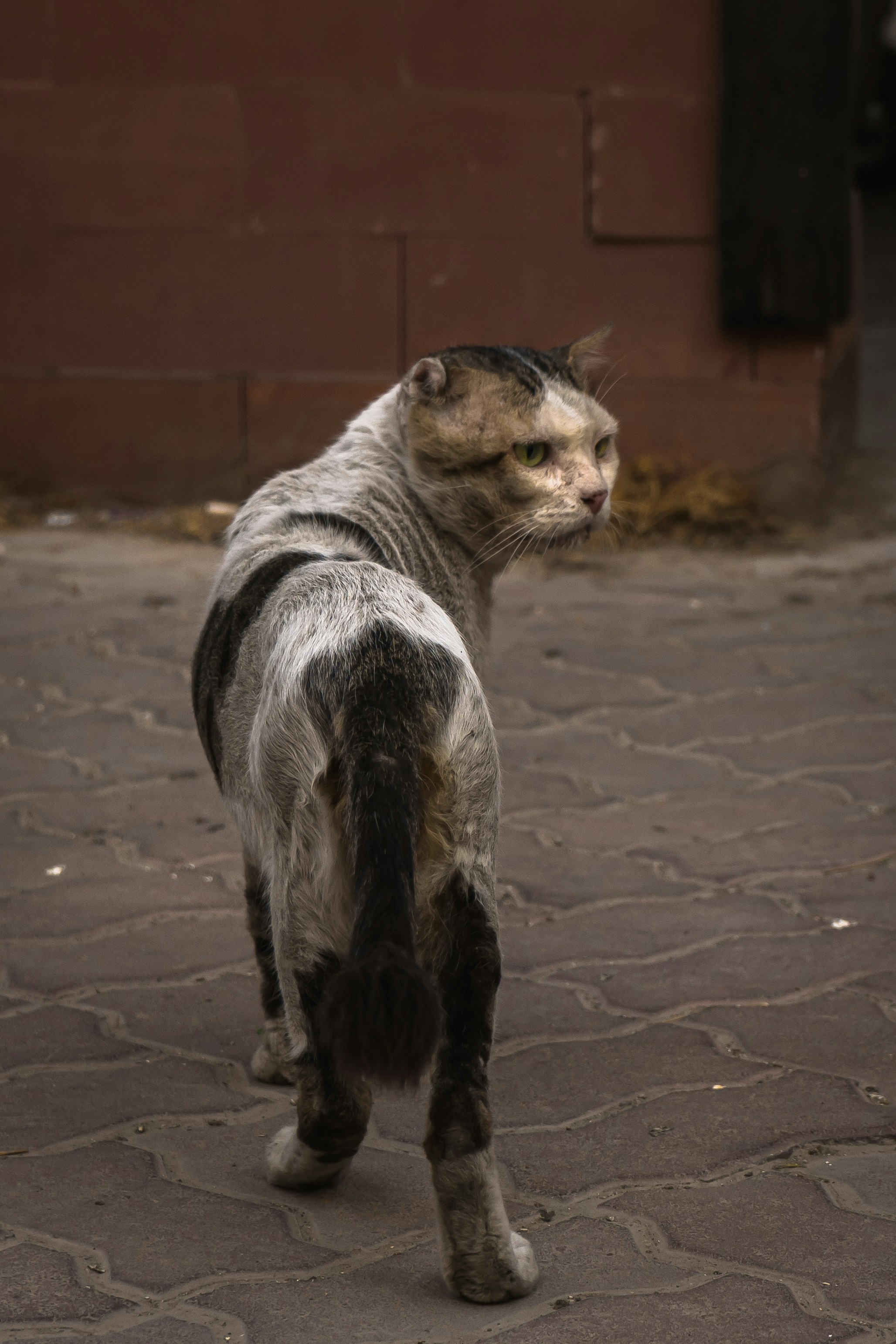 Himalayan Cats Combine Persian Softness With Color Magic (image credits: unsplash)