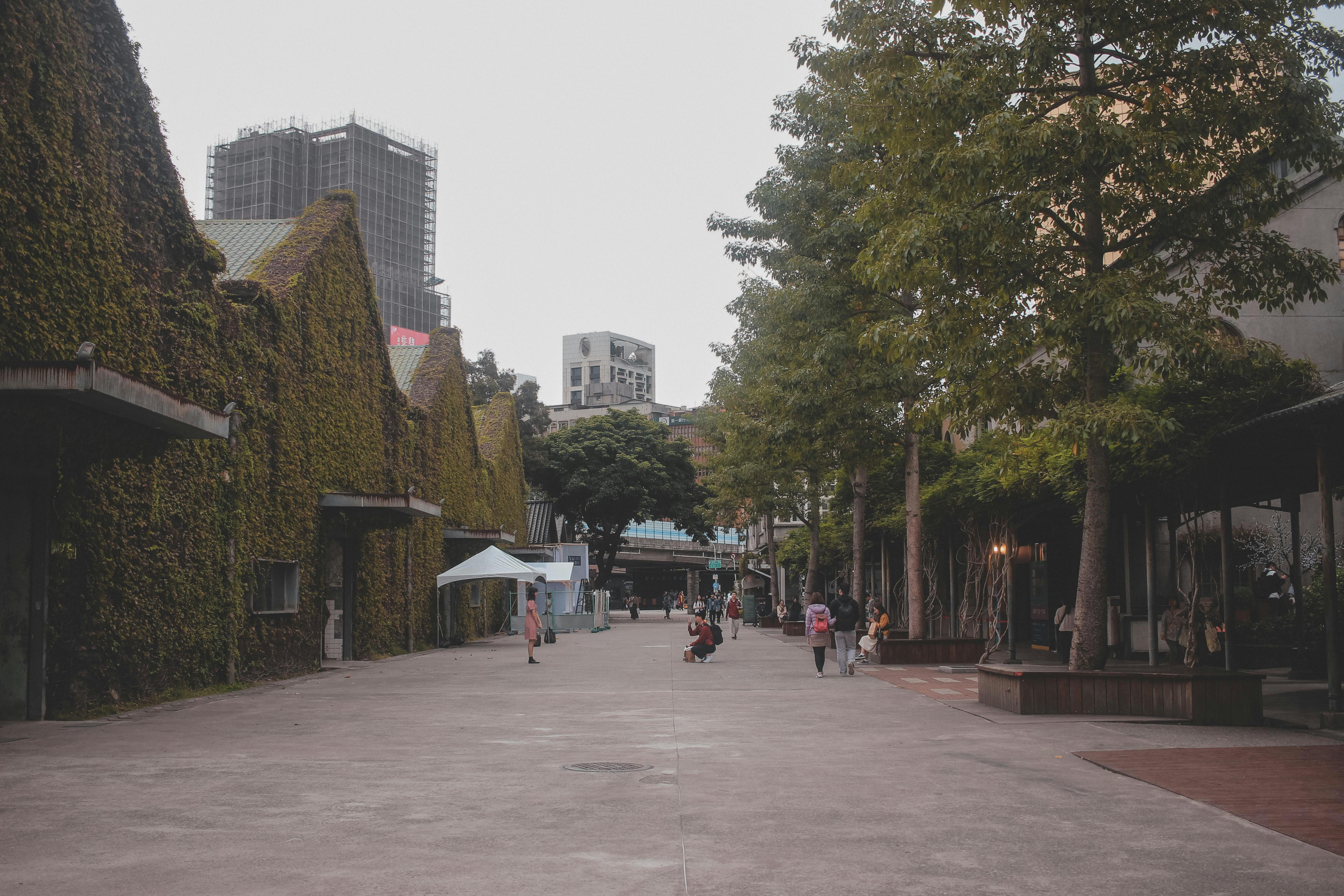 people walking on sidewalk near green trees during daytime