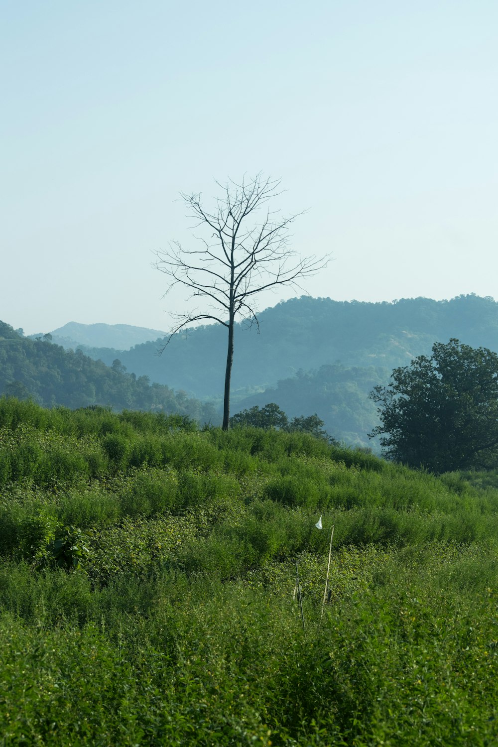 bare tree on green grass field during daytime