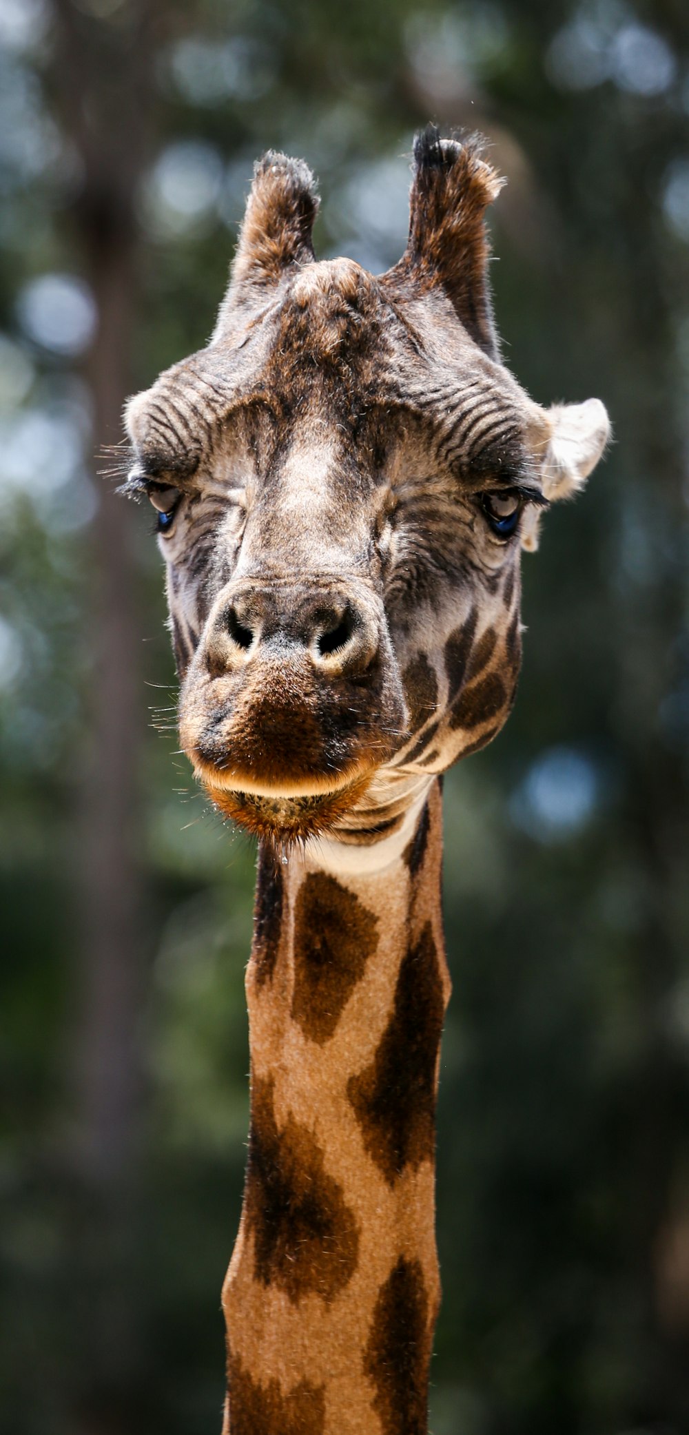 brown giraffe in tilt shift lens