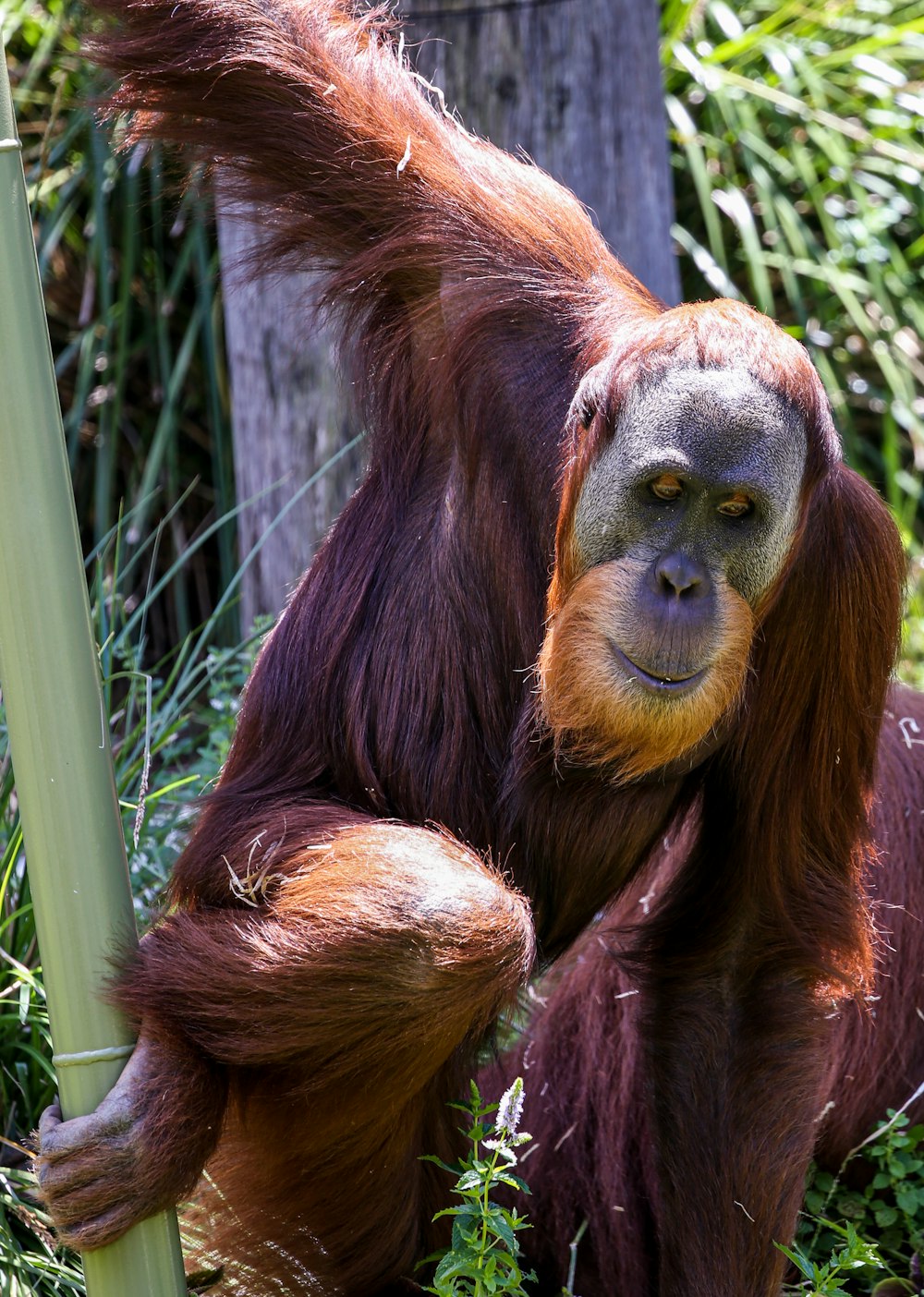 brown monkey on green plant