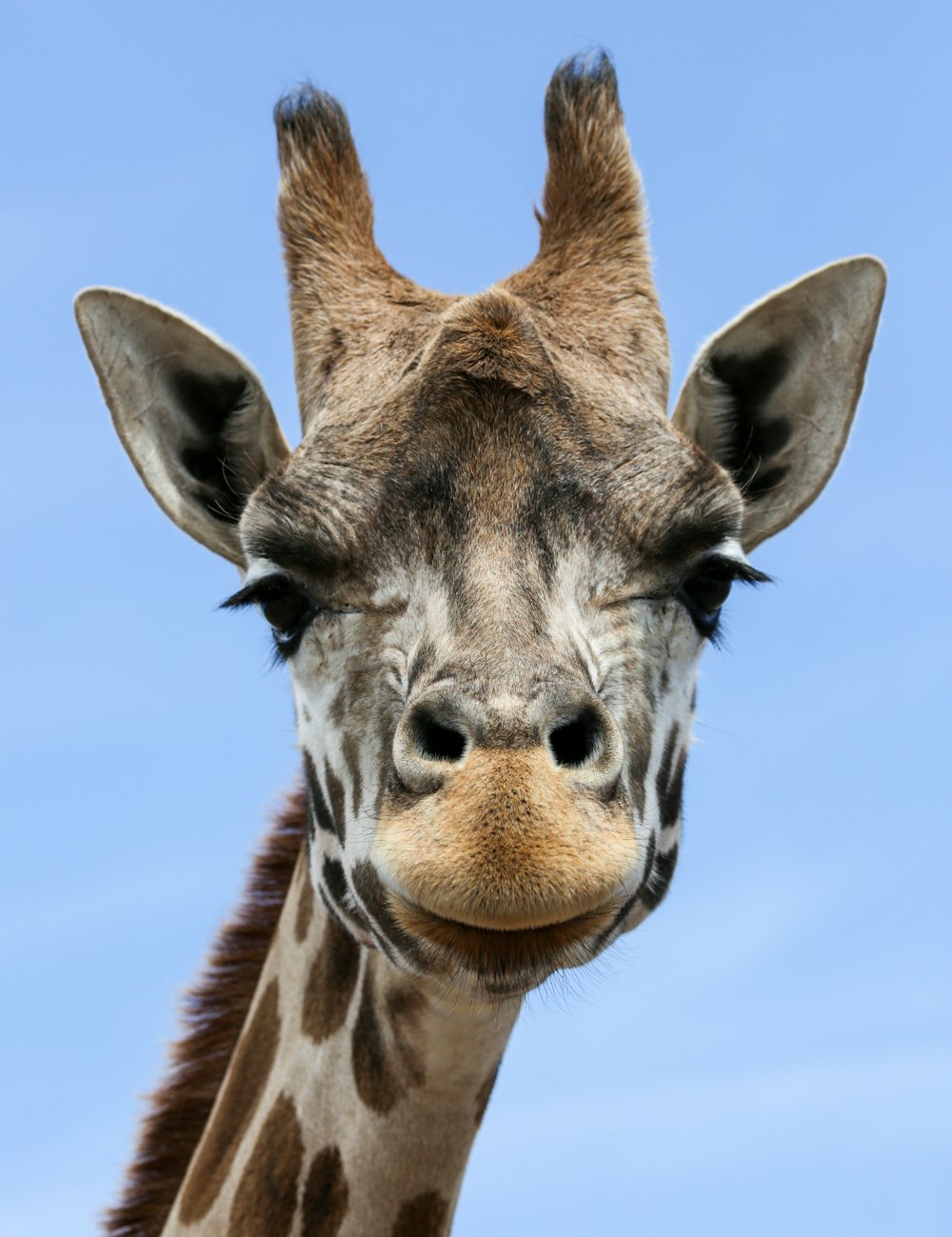 Braune Giraffe unter blauem Himmel tagsüber