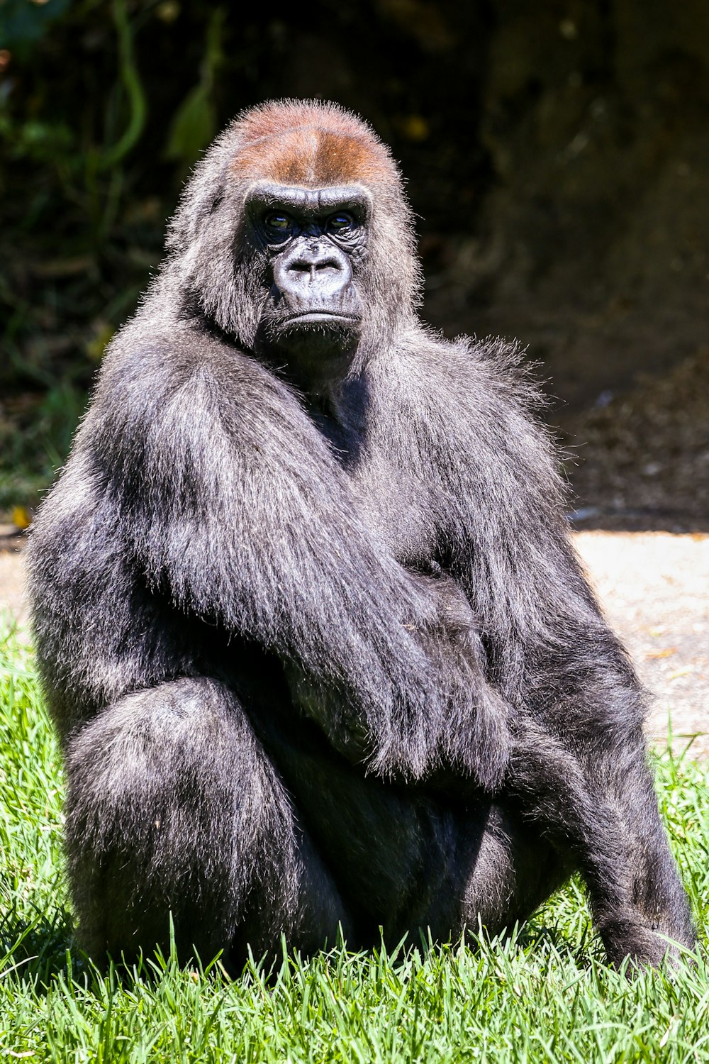 Schwarzer Gorilla sitzt tagsüber auf dem Boden