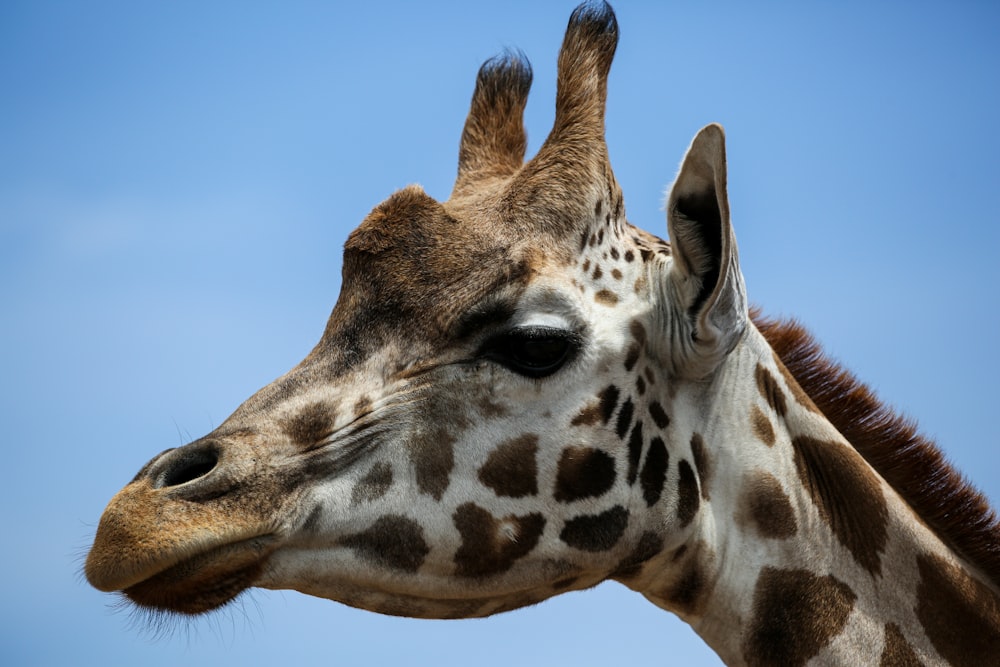 brown giraffe under blue sky during daytime