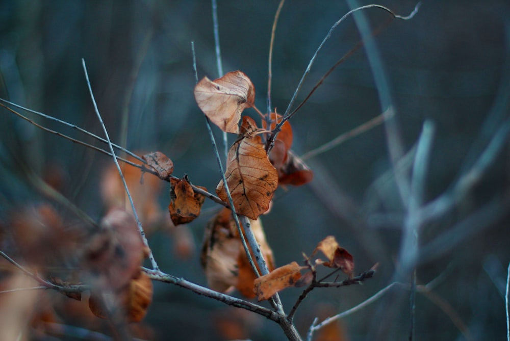 brown dried leaf on tree branch