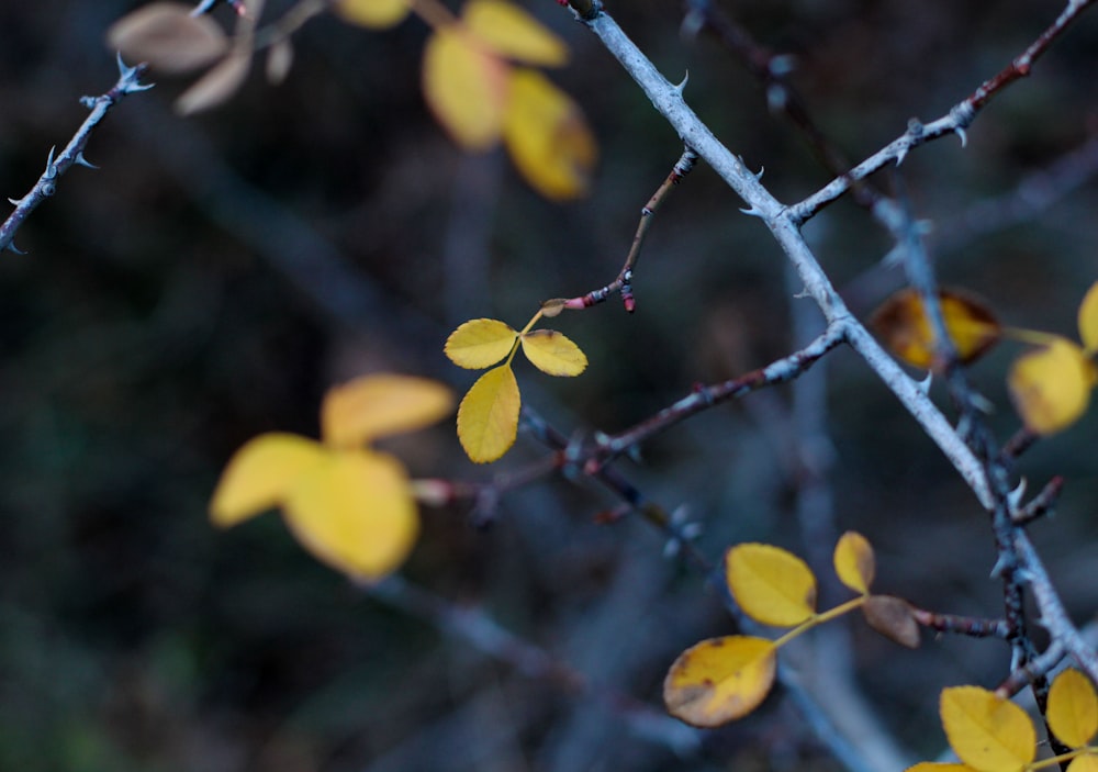 茶色の木の枝に黄色い葉