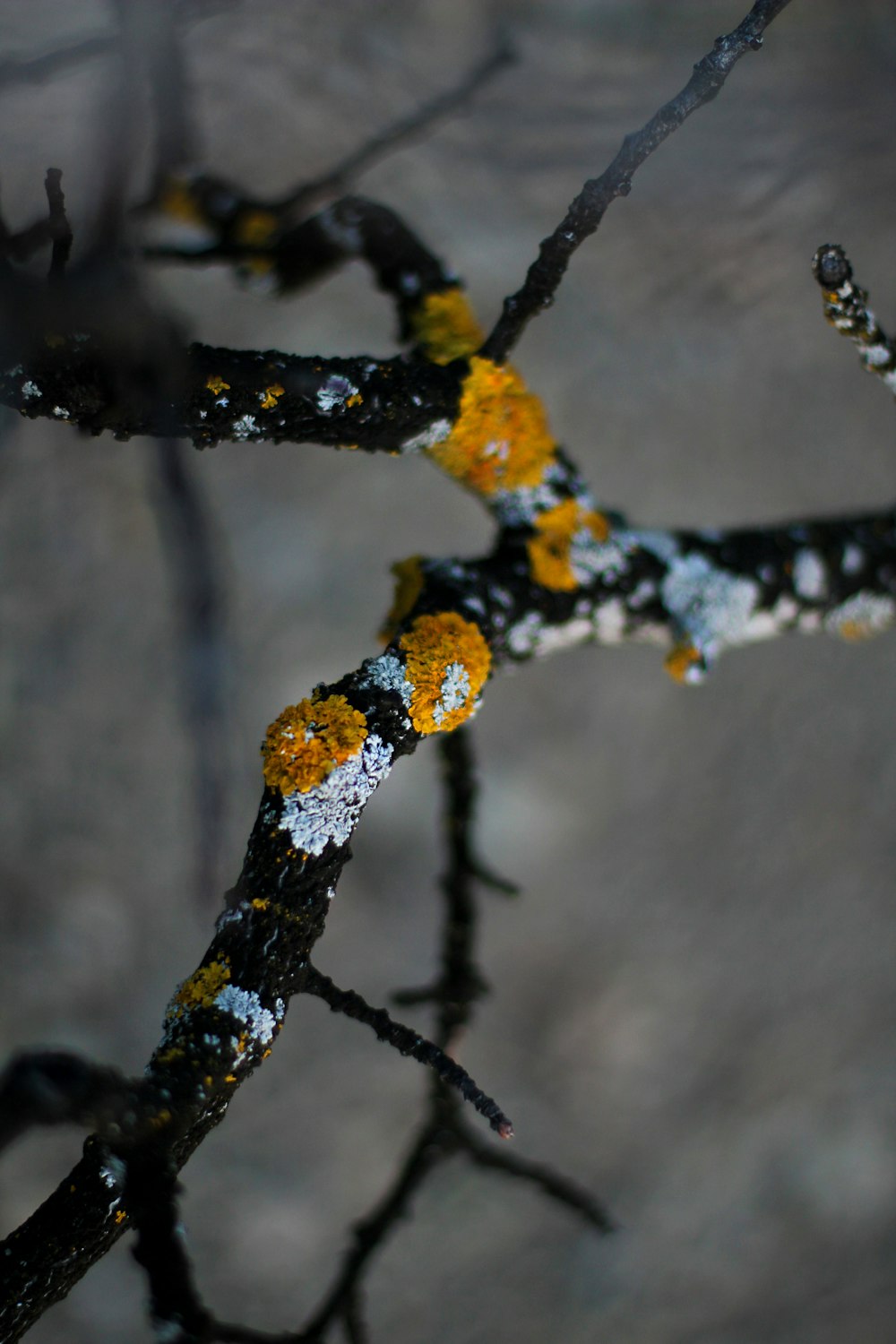 rama de árbol blanca y negra