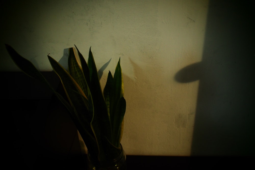 green plant on brown wooden table