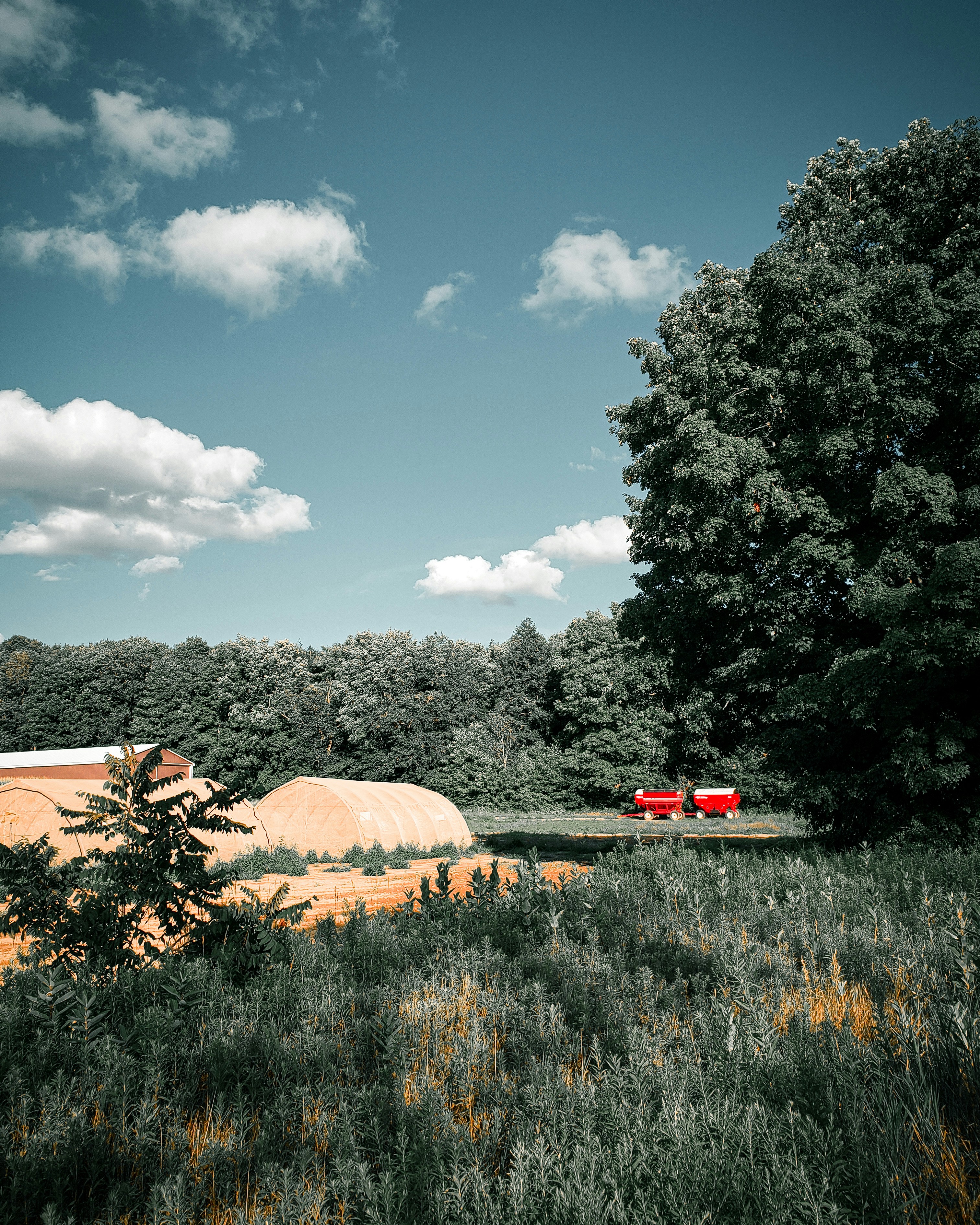 red car on green grass field during daytime
