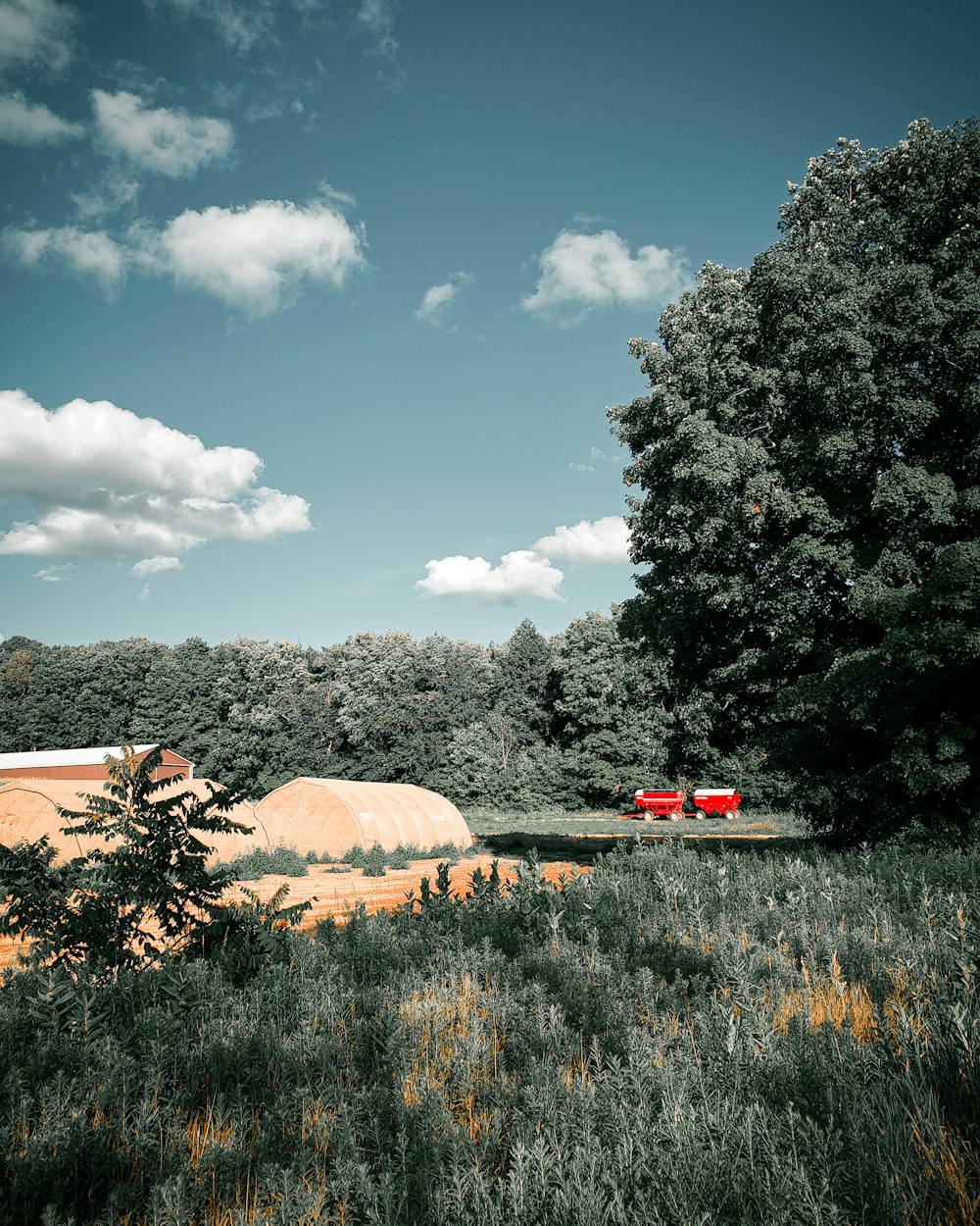 red car on green grass field during daytime