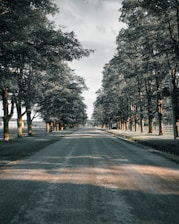 gray asphalt road between trees during daytime
