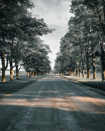 gray asphalt road between trees during daytime