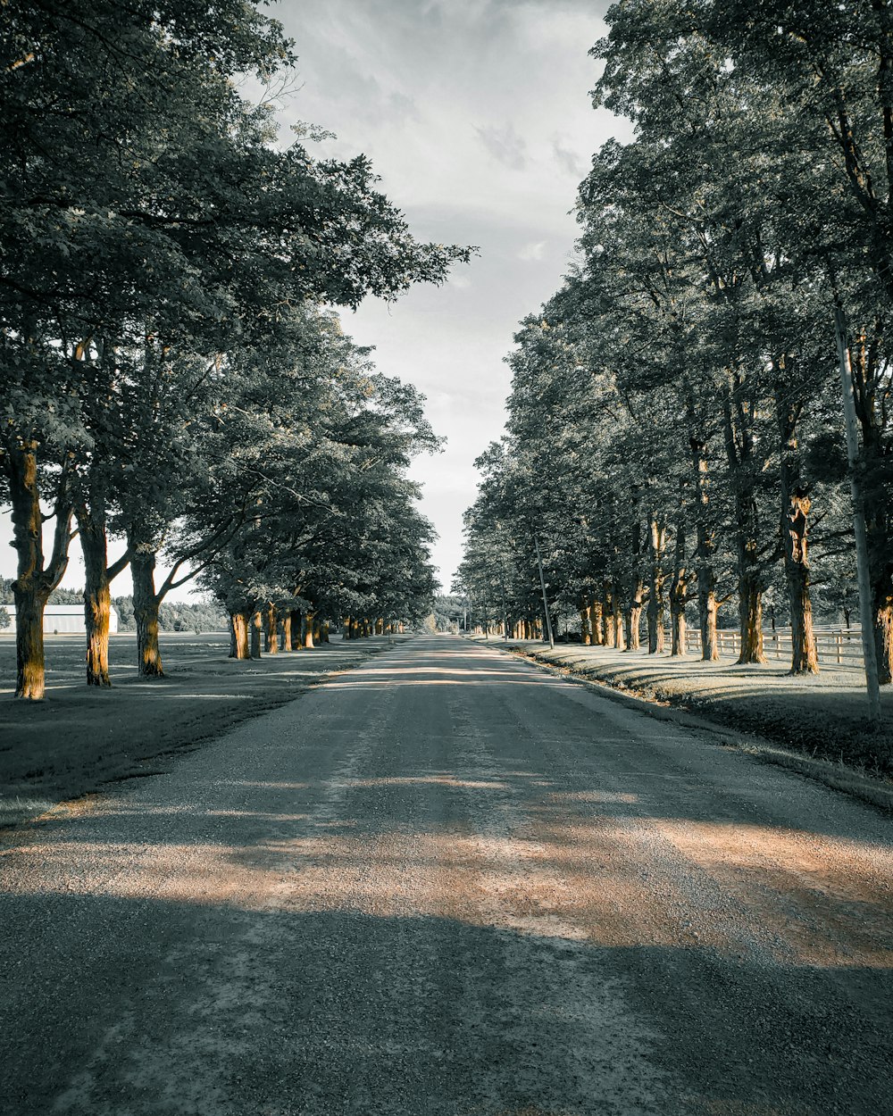 strada asfaltata grigia tra gli alberi durante il giorno