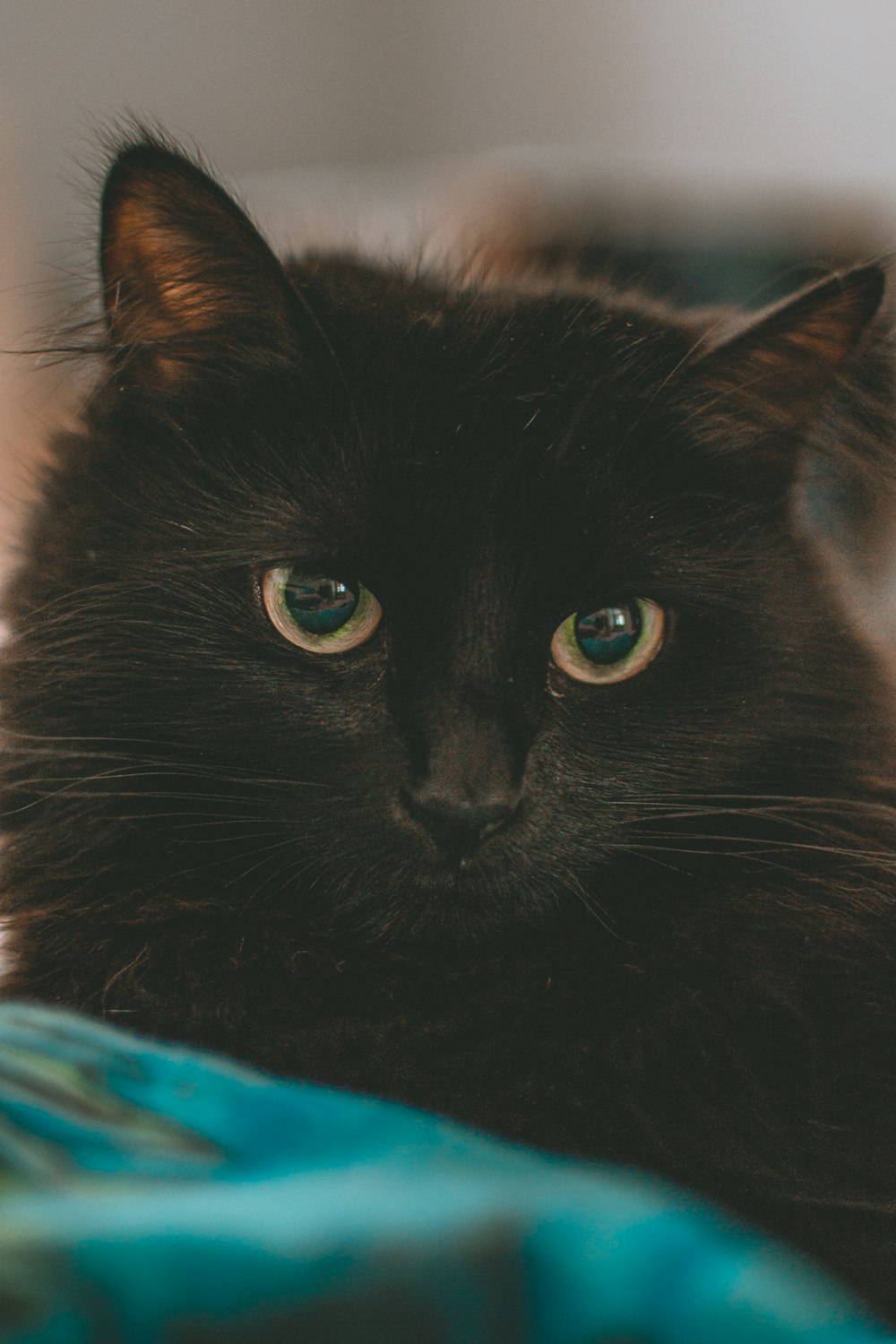 black cat in blue and white textile