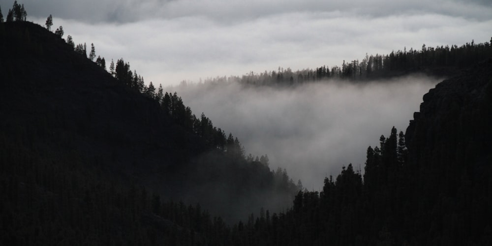 green trees under white clouds during daytime