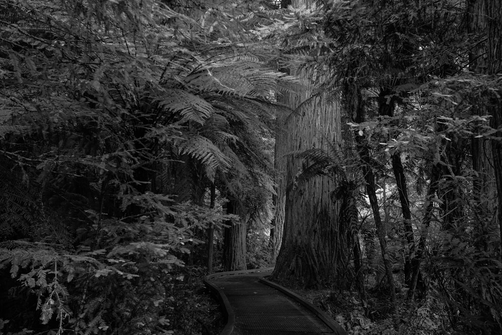 grayscale photo of trees and road