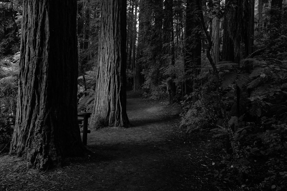 grayscale photo of trees in forest