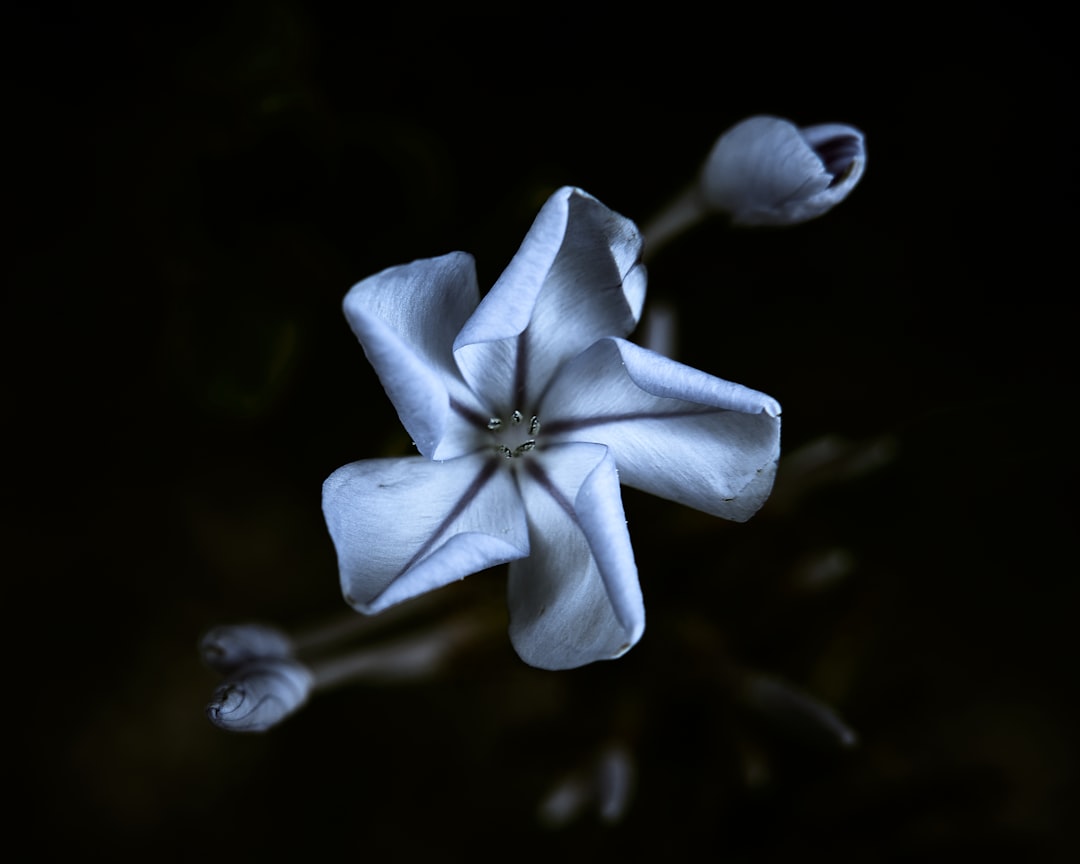 white flower in black background